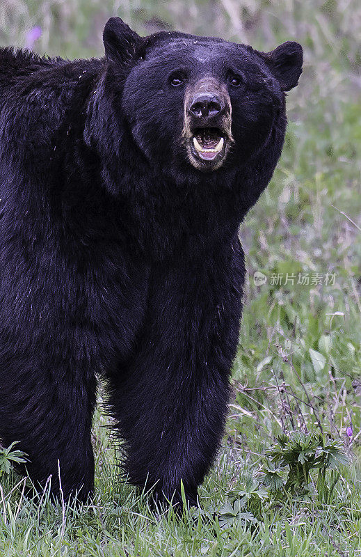 美国黑熊(Ursus americanus)是一种中等体型的熊，原产于北美，常见于黄石国家公园。男性的熊。